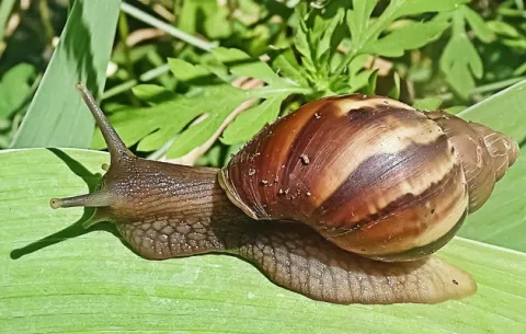 ¿Cómo puede afectar el caracol gigante africano la salud del ser humano?