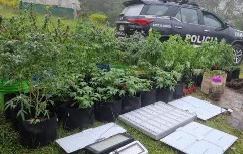 Fiscalía de Drogas encuentra un invernadero con potes de marihuana en Chicá, distrito de Chame