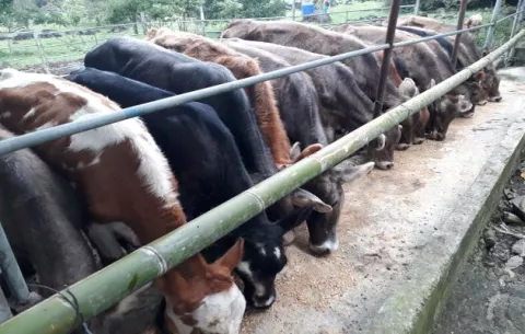 Rechazan presiones de Costa Rica contra Panamá para abrir nuevamente plantas de productos agropecuarios