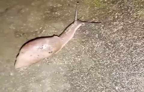 Mida desmiente que los cuatro caracoles encontrados en Chiriquí sean el mortal caracol gigante africano