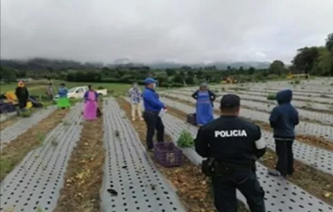 Defensoría del Pueblo detecta a dos menores laborando en fincas chiricanas