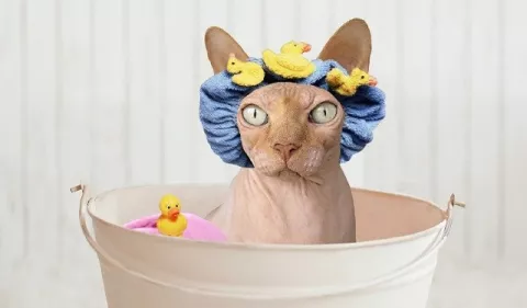 ¿Los gatos se deben bañar?
