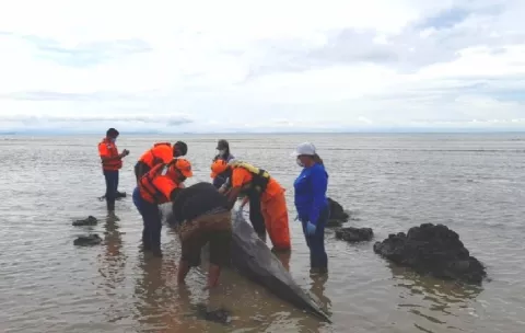 Muere ballena jorobada varada en playa El Agallito de Chitré 