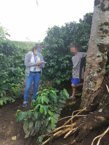 Previenen trabajo infantil en Chiriquí ante el inicio de la zafra de café