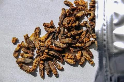 Los insectos, la nueva proteína aprobada en Portugal