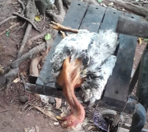 Productores piden al Mida investigar muertes de aves de corral en áreas de Veraguas    