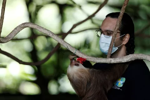Un hogar seguro para los animales salvajes huérfanos y enfermos en Panamá