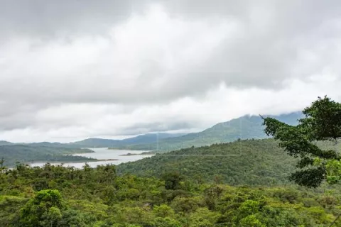 Panamá, Bután y Surinam, únicos países del mundo 'carbono negativo'