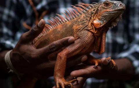 La covid-19 amenaza con cerrar un parque de especies únicas en la India