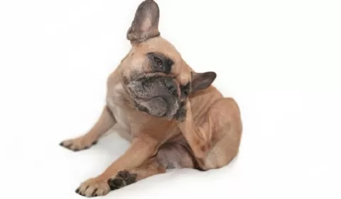 ¿Qué hacer si mi perro tiene la piel irritada?