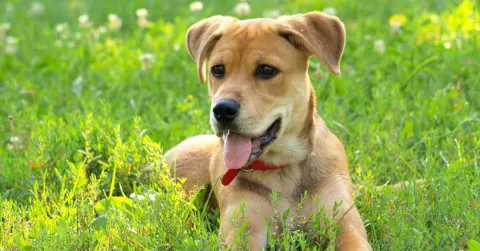 Efectos de las picaduras de insectos en los perros