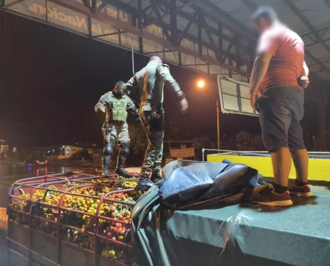 Senafront y Aduanas decomisan 7 toneladas de pixbae en Chiriquí