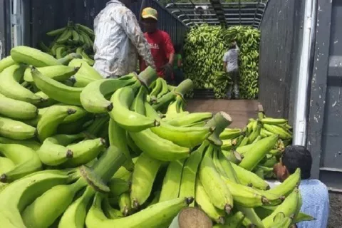 ¿Por qué el precio del plátano podría aumentar en los próximos días?