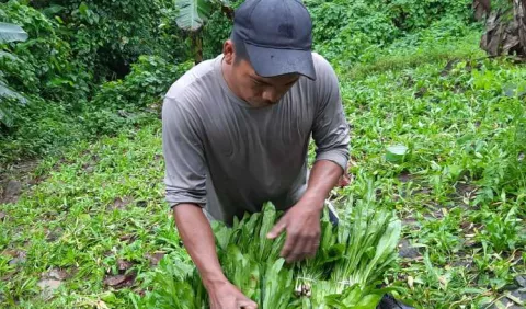 El sabor y 'sin sabor' del culantro capireño