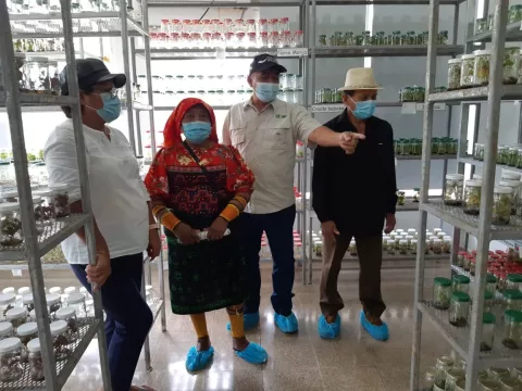 Introducen nuevas semillas de alta calidad genética en la comarca Guna Yala