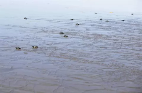 Las tortugas jóvenes en mar abierto, expuestas a la ingesta de plásticos