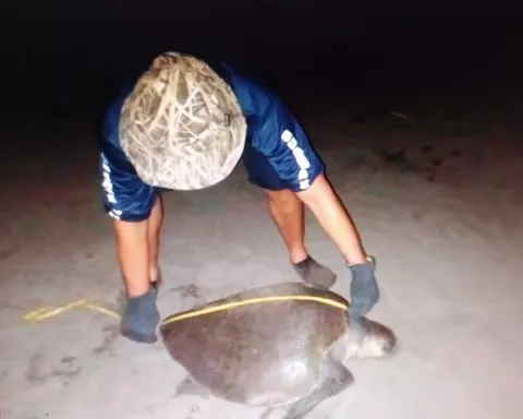 Se registra primera llegada de miles de tortugas Lora en playa La Marinera de Los Santos   
