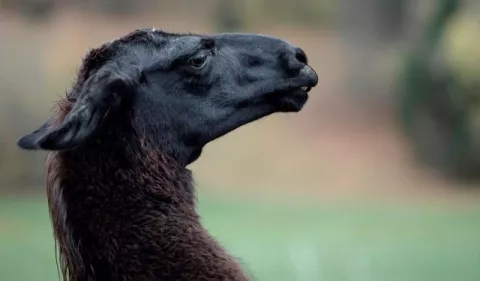 El uso de anticuerpos de llama contra la covid en hámsteres es alentador