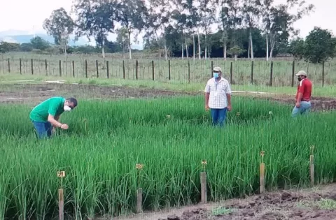 Advierten de uso de semilla ilegal de arroz procedente de Costa Rica 