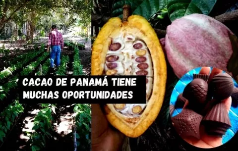 Cacao panameño: ¿Qué desafíos enfrenta para seguir potenciando su nivel?
