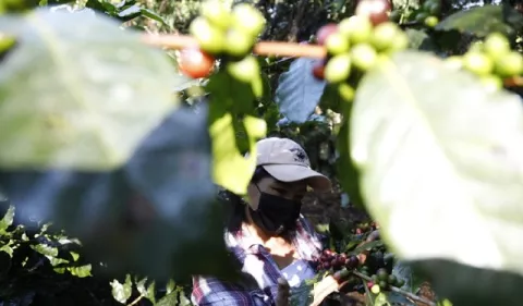 El café se le planta al Cambio Climático