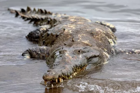 MiAmbiente inicia investigación sobre captura y  maltrato de un cocodrilo en Aguadulce