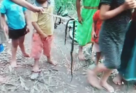Menor de 14 años muere en Chiriquí al recibir tres mordeduras de serpiente