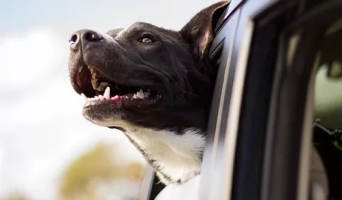 ¿Cómo subir  el sistema inmunológico  de  las mascotas?