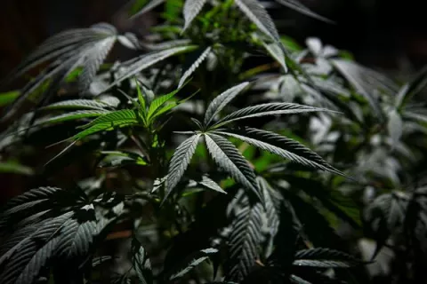 Diputada Mayín Correa solicita al presidente Laurentino Cortizo que vete ley del uso medicinal del cannabis