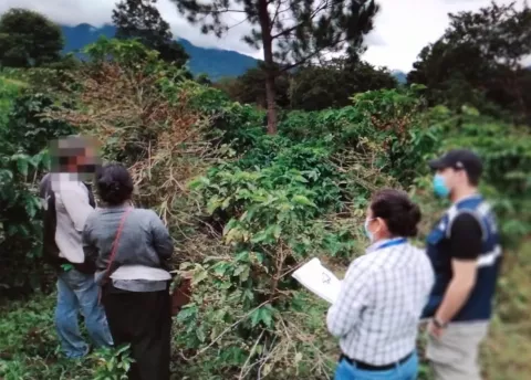 Mitradel detecta a quince menores de edad laborando en actividades agrícolas en Chiriquí