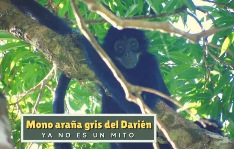 La motivadora historia del mono araña gris del Darién: ¿Cómo los investigadores lo hallaron luego de 70 años?