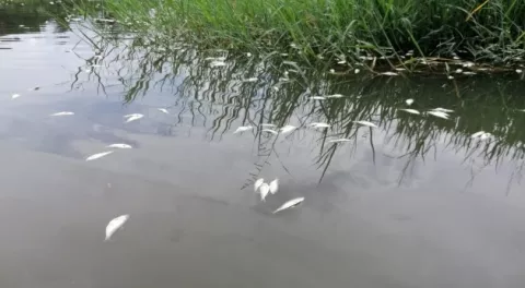 Preocupación por mortandad de peces en Calovébora en Veraguas