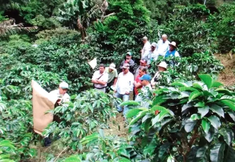 Una Secretaría de la Mujer Cafetalera y otra de Turismo crean en Chiriquí 