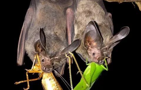 Audición ayuda a las diferentes especies de murciélagos a coexistir en las selvas tropicales