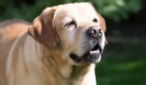 Perros ancianos: ¿Qué cuidados deben darles? 