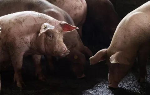 La peste porcina africana se convierte en una amenaza seria para América
