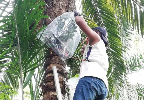 Plaga del picudo afecta producción de pixbae y propicia contrabando desde Costa Rica 