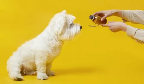 Riesgos de administrar fármacos de consumo humano a su mascota