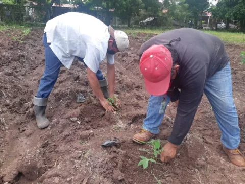 Introducen dos nuevas variedades de yuca en Los Santos