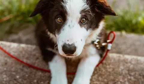 Señales para identificar la artritis canina