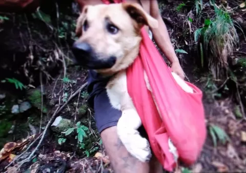 Bomberos rescatan al perro 'Tobi' en área montañosa de Bajo Boquete en Chiriquí