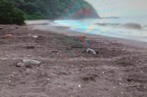 Más de 9,600 tortugas marinas desovan en playa La Marinera en Los Santos 