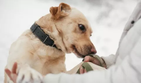 Mascotas: ¿Por qué deben hacerles exámenes de sangre?