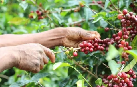 Café Geisha panameño se abre paso en Medio Oriente 