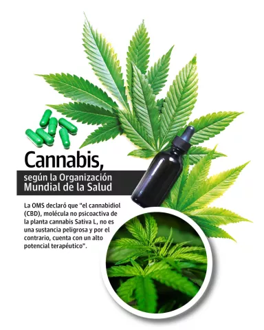Uso del cannabis medicinal es un tema casi de seguridad nacional en Panamá