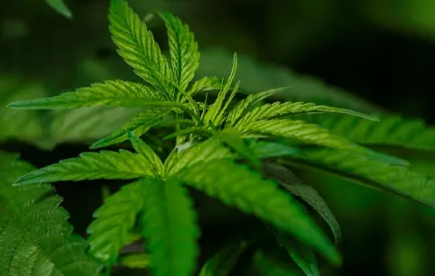 A partir de hoy empieza a regir el uso medicinal y terapéutico del cannabis en Panamá