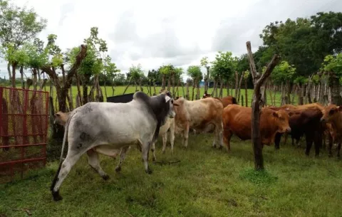 Alcaldes de Chiriquí pondrán en marcha la guía única para el traslado de ganado