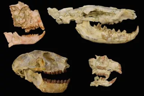 África sufrió una desconocida extinción masiva hace 30 millones de años