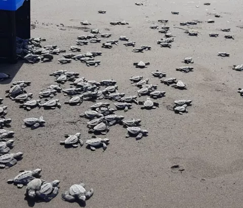 Incrementan la protección de las tortugas laúd y carey en la costa arriba de Colón