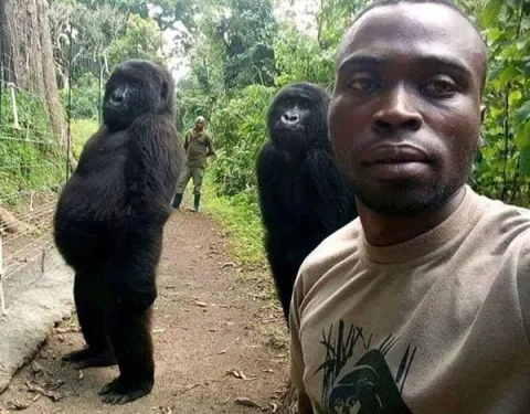 Muere Ndakasi, la 'gorila del selfie', en el parque congoleño de Virunga